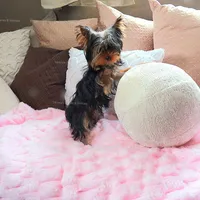 Mila, a female Yorkshire Terrier for sale in Wooster, OH – Photo 6 of 8