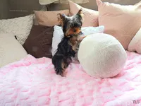 Mila, a female Yorkshire Terrier for sale in Wooster, OH – Photo 9 of 10