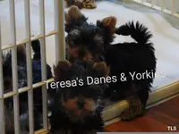 Mila, a female Yorkshire Terrier for sale in Wooster, OH – Photo 4 of 10
