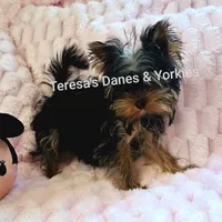 Mila, a female Yorkshire Terrier for sale in Wooster, OH – Photo 1 of 8