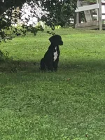 Madea , a female Great Dane for sale in Wooster, OH – 6 of 6