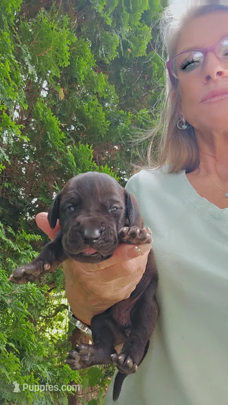 Shakira – Great Dane puppy for sale in Wooster, OH