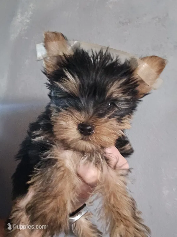 Little man – Yorkshire Terrier puppy for sale in Wooster, OH