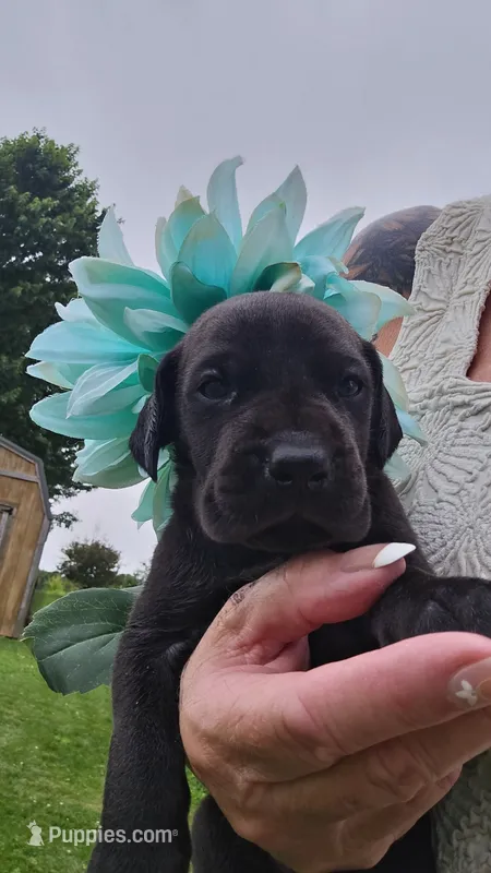 Shakira – Great Dane puppy for sale in Wooster, OH