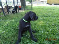 Shakira, a female Great Dane for sale in Wooster, OH – 3 of 4