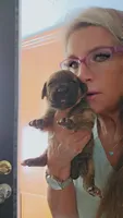 Zennifer , a female Great Dane for sale in Wooster, OH – 4 of 4