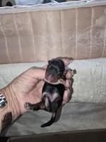 Mouse, a male Yorkshire Terrier for sale in Wooster, OH – 2 of 3
