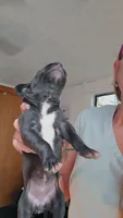 Velvet, a female Great Dane for sale in Wooster, OH – 2 of 4