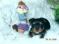 Yorkie girl 1, a female Yorkshire Terrier for sale in Wooster, OH – 3 of 9