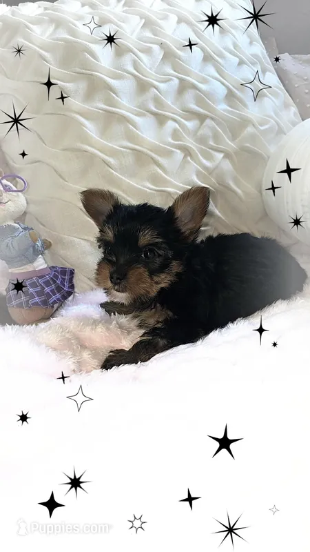 Yorkie girl 1 – Yorkshire Terrier puppy for sale in Wooster, OH