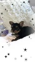Yorkie girl 1, a female Yorkshire Terrier for sale in Wooster, OH – 1 of 9