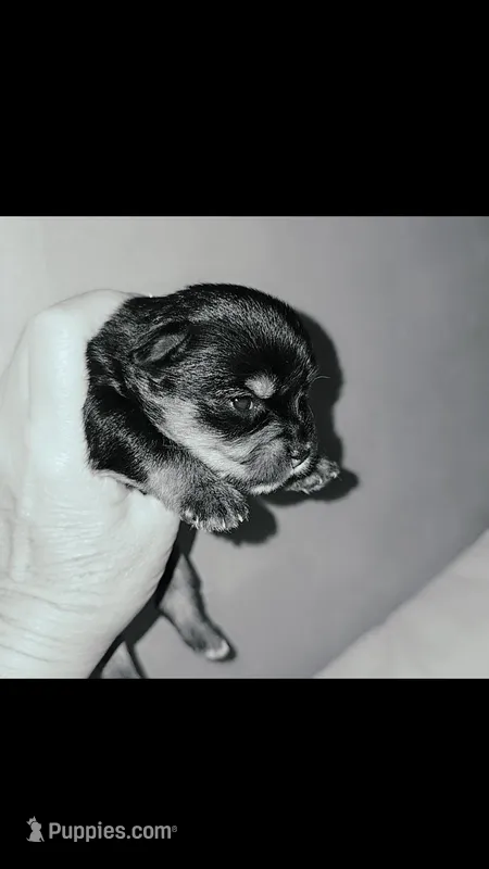 Yorkie girl 1 – Yorkshire Terrier puppy for sale in Wooster, OH