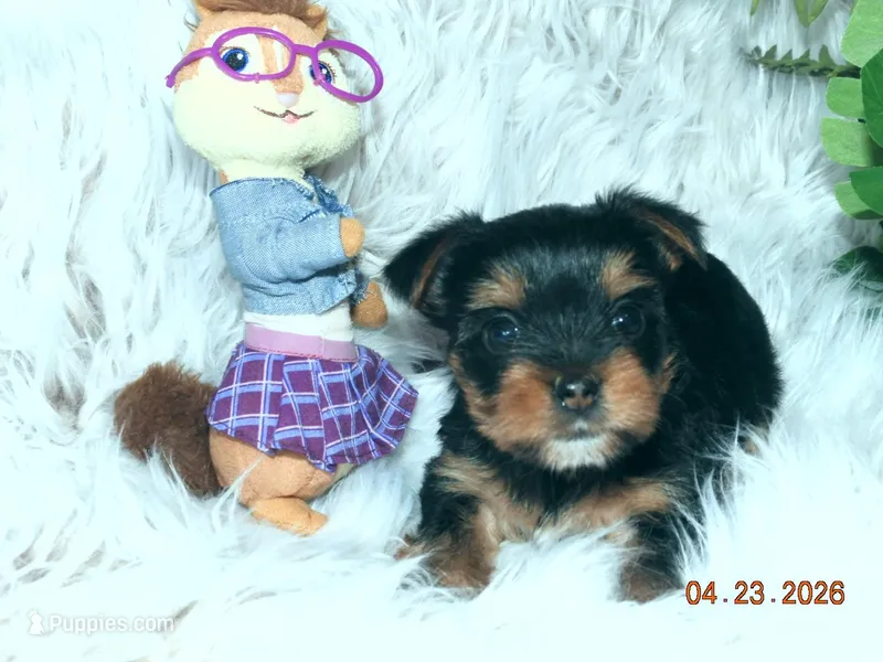 Yorkie girl 1 – Yorkshire Terrier puppy for sale in Wooster, OH