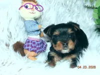 Yorkie girl 1, a female Yorkshire Terrier for sale in Wooster, OH – 2 of 9
