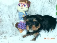 Yorkie girl 1, a female Yorkshire Terrier for sale in Wooster, OH – 7 of 9