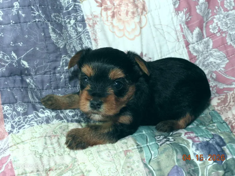 Yorkie girl 1 – Yorkshire Terrier puppy for sale in Wooster, OH
