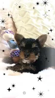 Yorkie girl 1, a female Yorkshire Terrier for sale in Wooster, OH – 9 of 9