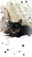 Yorkie girl 1, a female Yorkshire Terrier for sale in Wooster, OH – 4 of 9