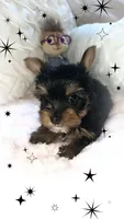 Yorkie girl 1, a female Yorkshire Terrier for sale in Wooster, OH – 5 of 9