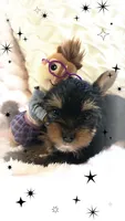 Yorkie girl 1, a female Yorkshire Terrier for sale in Wooster, OH – 8 of 9