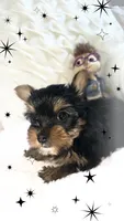 Yorkie girl 1, a female Yorkshire Terrier for sale in Wooster, OH – 6 of 9