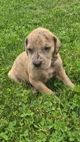 Camora, a female Great Dane for sale in Wooster, OH – 4 of 4
