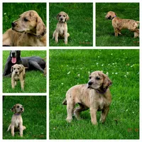 Camora, a female Great Dane for sale in Wooster, OH – 2 of 4