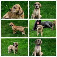 Camora, a female Great Dane for sale in Wooster, OH – 3 of 4