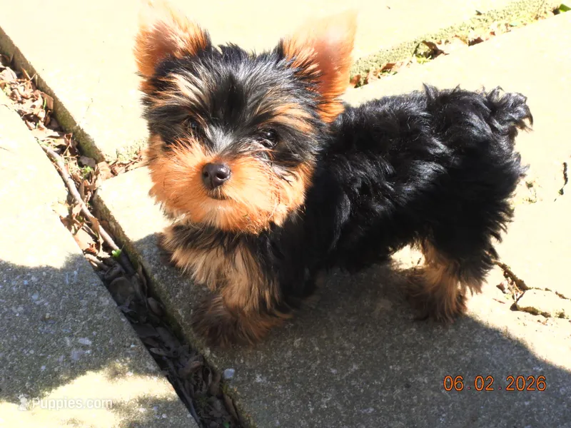 Yorkie boy 1 – Yorkshire Terrier puppy for sale in Wooster, OH