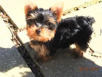 Yorkie boy 1, a male Yorkshire Terrier for sale in Wooster, OH – 4 of 4