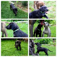 Shakira, a female Great Dane for sale in Wooster, OH – 2 of 4