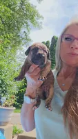 Zennifer , a female Great Dane for sale in Wooster, OH – 2 of 4