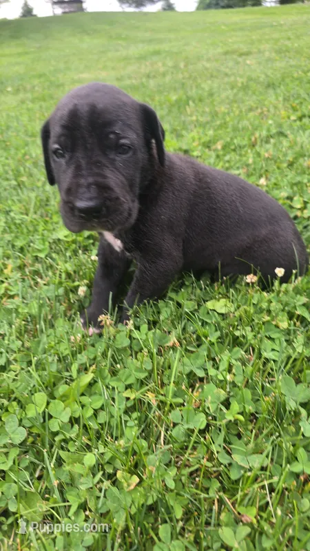 Bonda – Great Dane puppy for sale in Wooster, OH