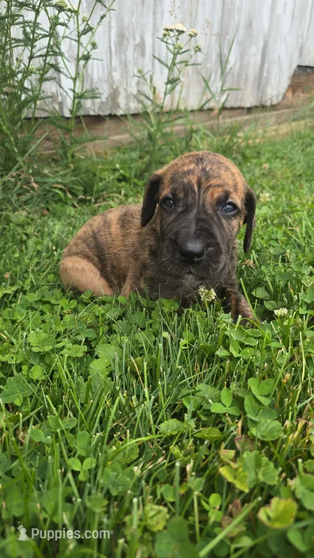 Zennifer  – Great Dane puppy for sale in Wooster, OH