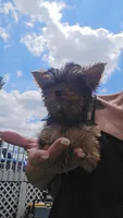 Yorkie girl 2, a female Yorkshire Terrier for sale in Wooster, OH – 5 of 7