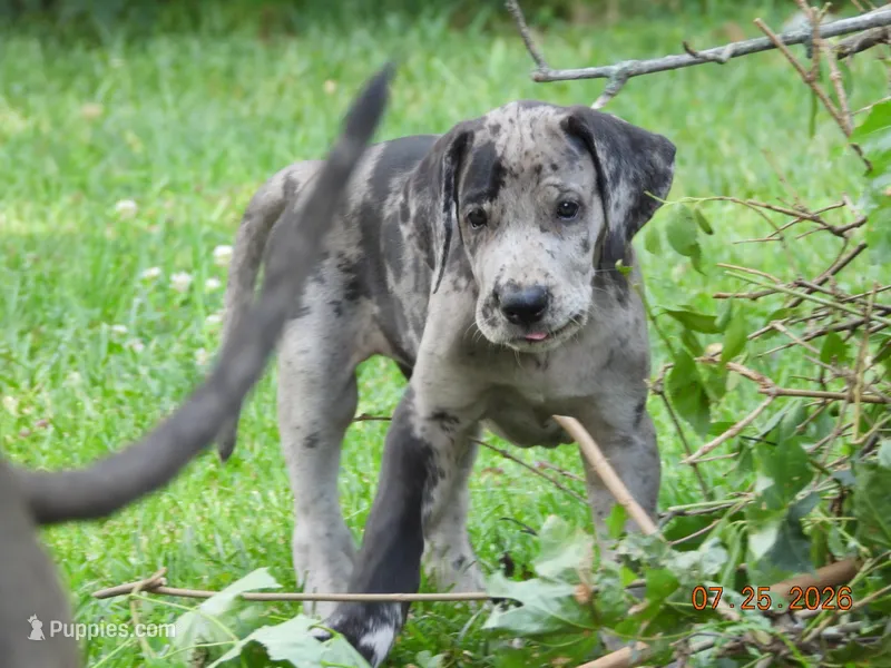 Tank – Great Dane puppy for sale in Wooster, OH