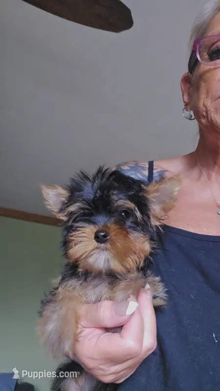 Yorkie boy 1 – Yorkshire Terrier puppy for sale in Wooster, OH