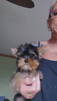 Yorkie boy 1, a male Yorkshire Terrier for sale in Wooster, OH – 1 of 4