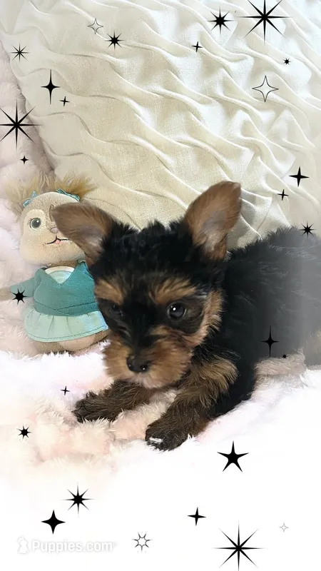 Yorkie girl 2 – Yorkshire Terrier puppy for sale in Wooster, OH