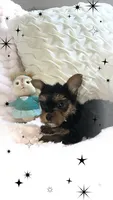 Yorkie girl 2, a female Yorkshire Terrier for sale in Wooster, OH – 2 of 4
