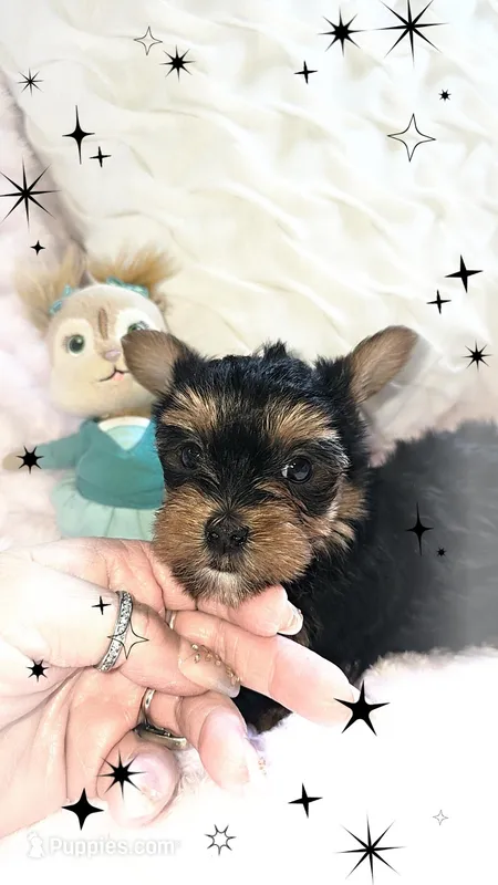 Yorkie girl 2 – Yorkshire Terrier puppy for sale in Wooster, OH