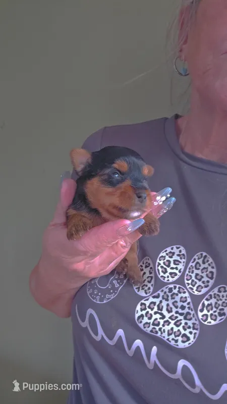 Yorkie girl 2 – Yorkshire Terrier puppy for sale in Wooster, OH