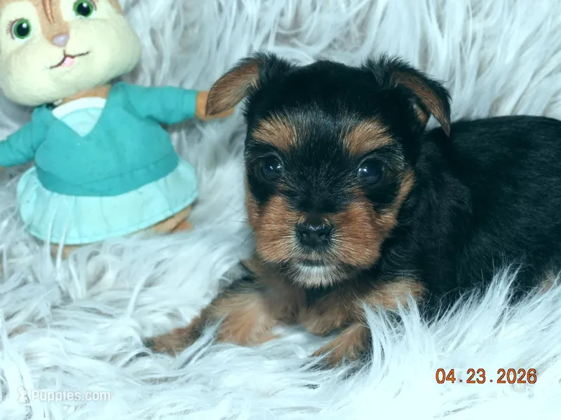 Yorkie girl 2 – Yorkshire Terrier puppy for sale in Wooster, OH
