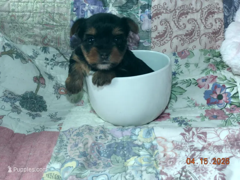 Yorkie girl 2 – Yorkshire Terrier puppy for sale in Wooster, OH