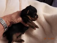 Little man, a male Yorkshire Terrier for sale in Wooster, OH – 2 of 5