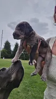 Tank, a male Great Dane for sale in Wooster, OH – 2 of 2