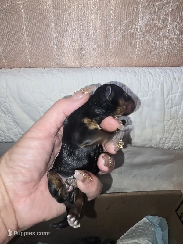 Mouse – Yorkshire Terrier puppy for sale in Wooster, OH