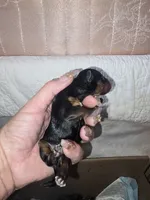 Mouse, a male Yorkshire Terrier for sale in Wooster, OH – 1 of 3