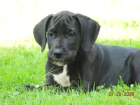 Velvet, a female Great Dane for sale in Wooster, OH – 4 of 4