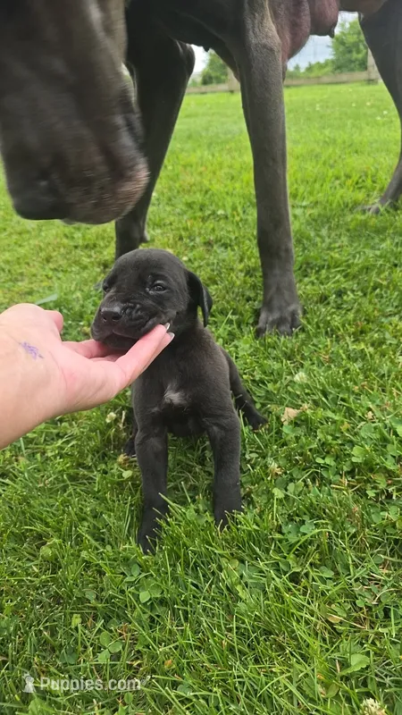Shakira – Great Dane puppy for sale in Wooster, OH